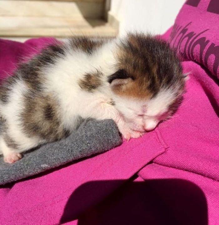 Спасая котёнка из мусорного бака, женщина и не представляла насколько он редкий! Спасая котёнка из мусорного бака, женщина и не представляла насколько он редкий!