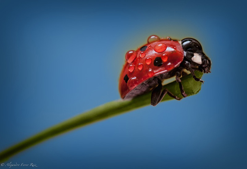 Ladybugs 9     