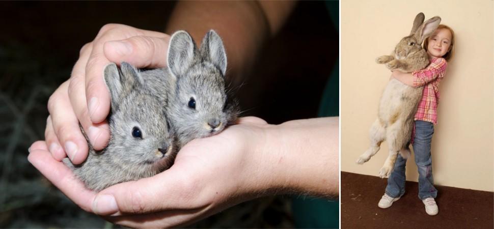 Удивительные игры природы — Большие и маленькие