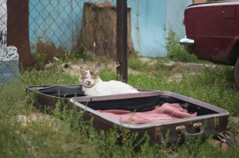 Колоритные уличные коты