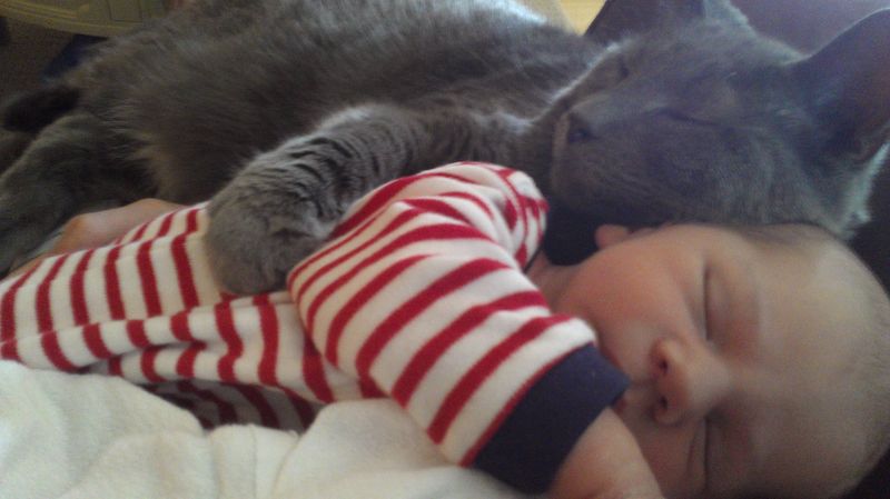Почему мы любим кошек CatsGoldenHearts19 Почему мы любим кошек
