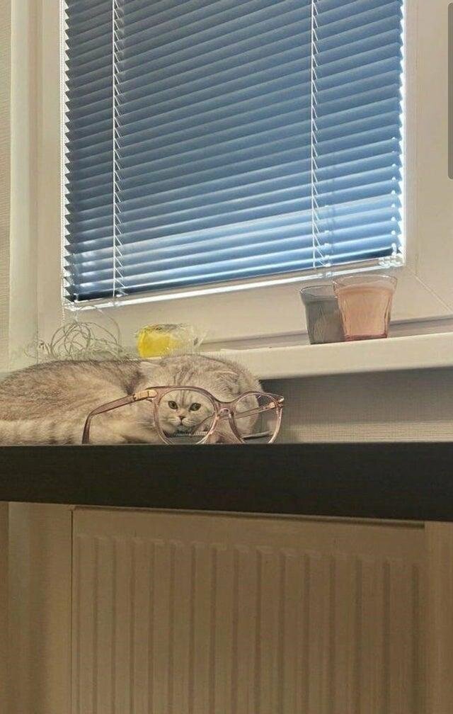 Котик с малюсенькой мордочкой Когда сошлись момент и ракурс
(15 фото)