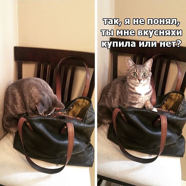 КОТОбудни :) КОТОбудни :)