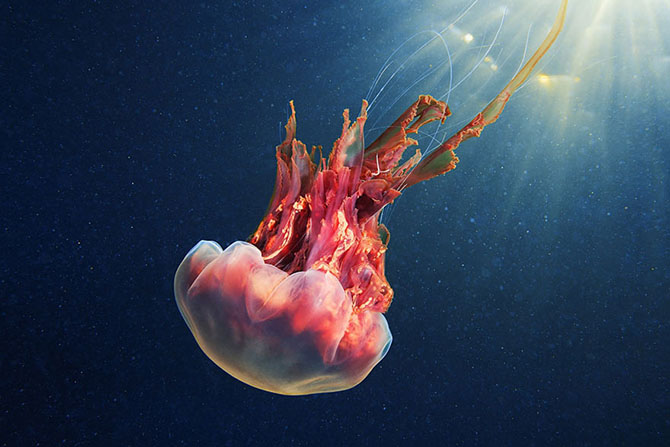 Красота медуз в фотографиях Александра Семенова