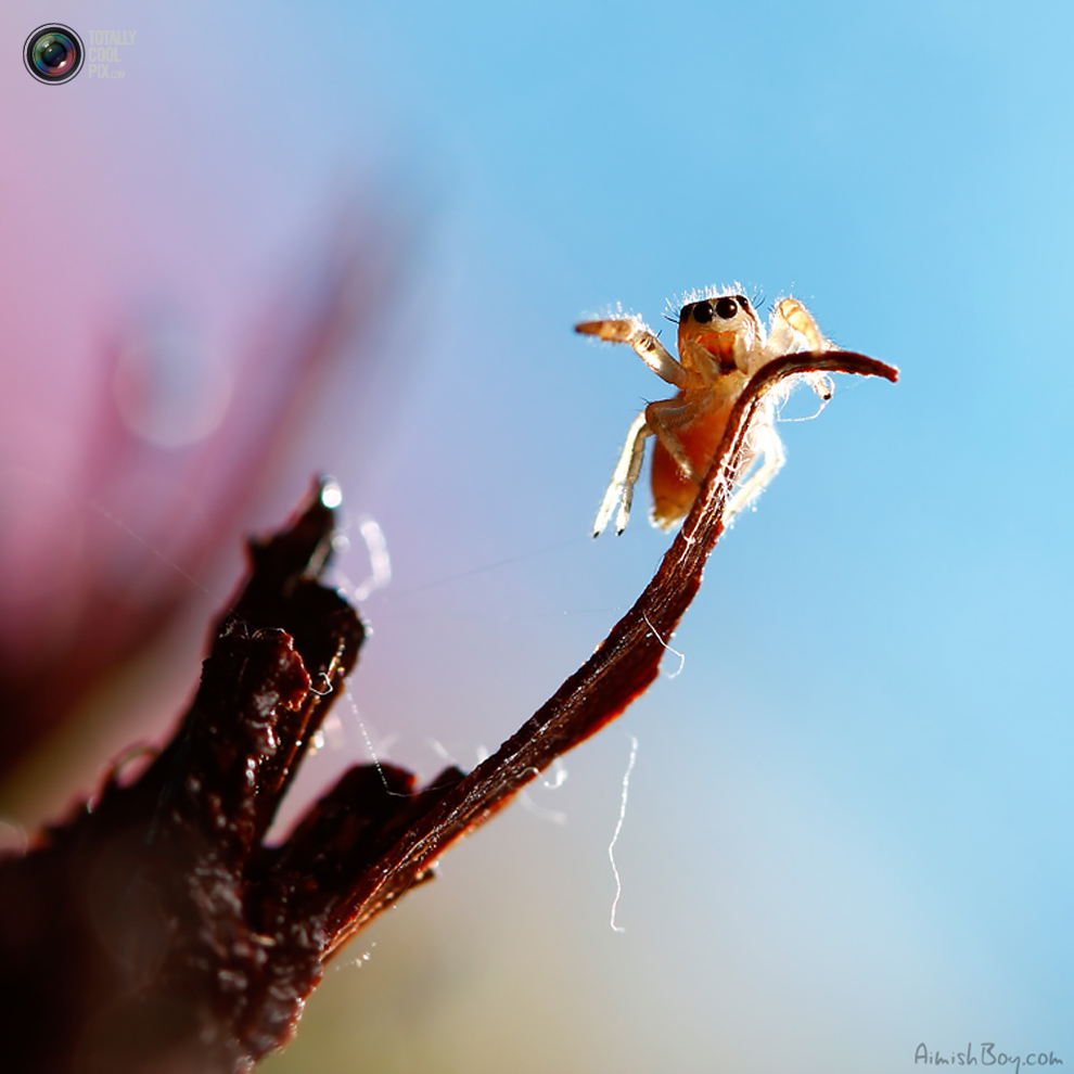 aimishboy 013 Удивительная макрофотография: неожиданно гламурные насекомые и многое другое