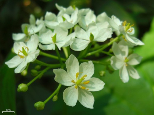 Двулистник щитковидный (Diphyllea cymosa) Двулистник щитковидный (Diphyllea cymosa)