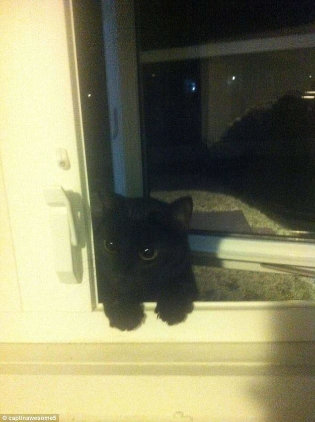 Кошки, которые гуляют сами по себе