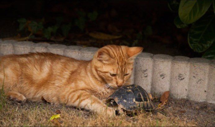 кошка, животные, спасение