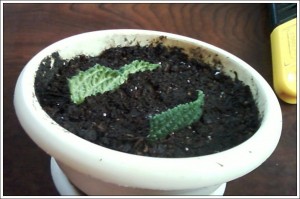 Размножение стрептокарпуса.