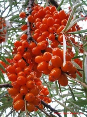 Как приготовить облепиховое масло в домашних условиях