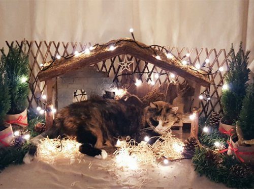 Кошки-разрушители