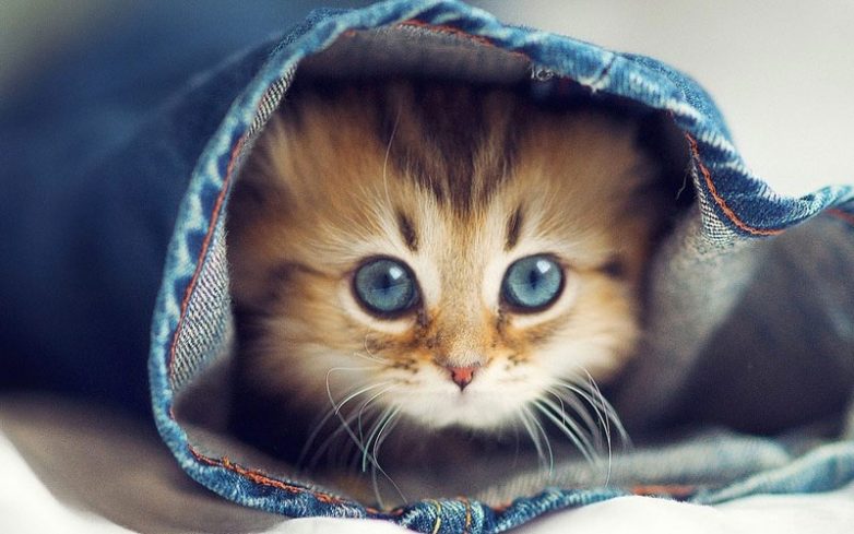 Как использовать котов в хозяйстве) Как использовать котов в хозяйстве)