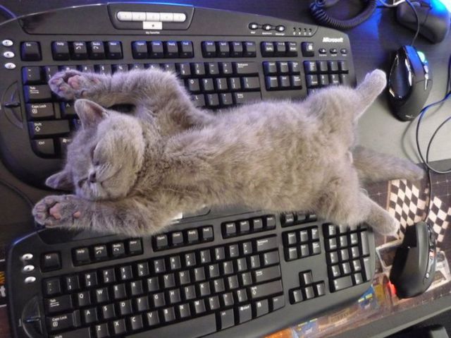 Кошка лежит на клавиатуре