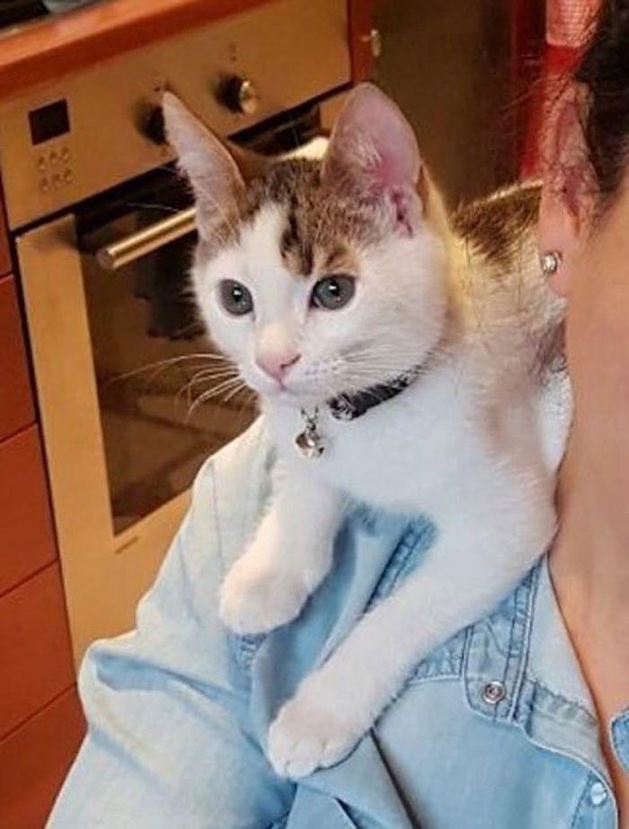 Спасая котёнка из мусорного бака, женщина и не представляла насколько он редкий! Спасая котёнка из мусорного бака, женщина и не представляла насколько он редкий!