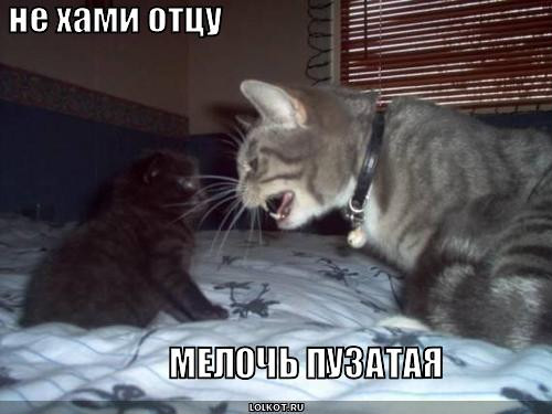 Что делать если кот шипит на человека