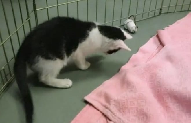 Котенок ловит тень Котенок играет
