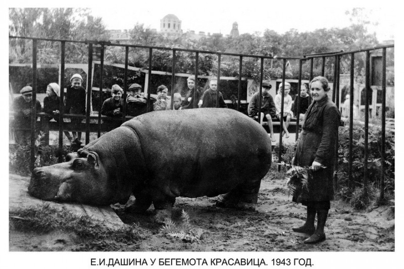 Как переживали блокаду звери Ленинградского зоопарка Как переживали блокаду звери Ленинградского зоопарка