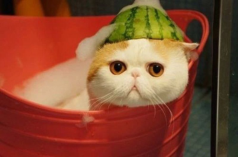 Кот Снупи бейб и его гардероб Снупи кот породы short hair exotic