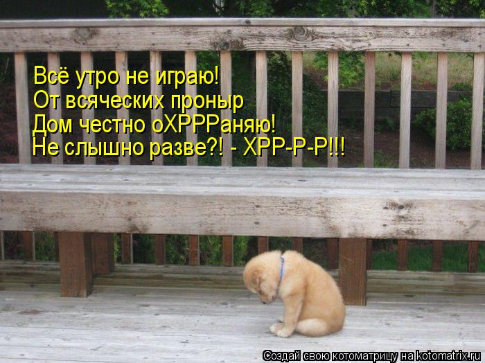 Котоматрица: Всё утро не играю! От всяческих проныр Дом честно оХРРРаняю! Не слышно разве?! - ХРР-Р-Р!!!