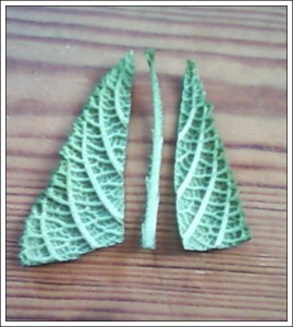 Размножение стрептокарпуса.