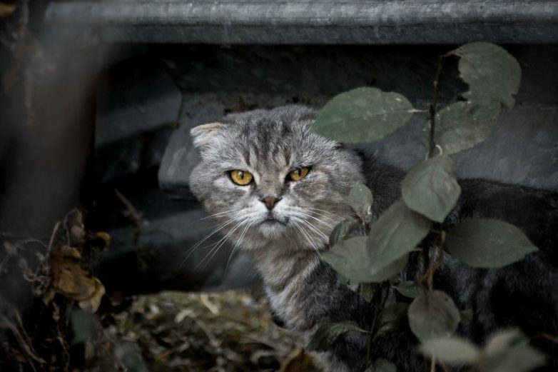 Колоритные уличные коты