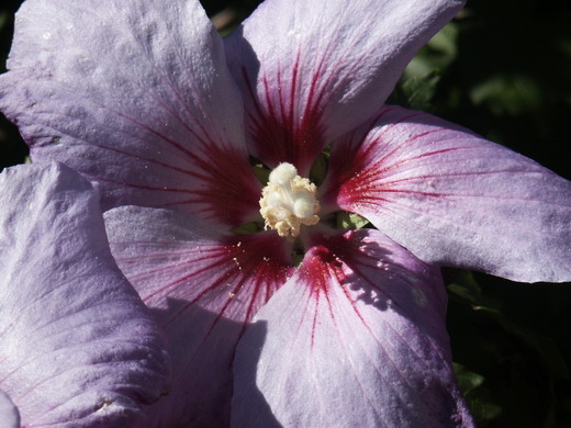 Гибискус (Hibiscus) Гибискус (Hibiscus)