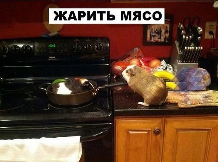 Морская свинка - не только милый, но и полезный домашний питомец