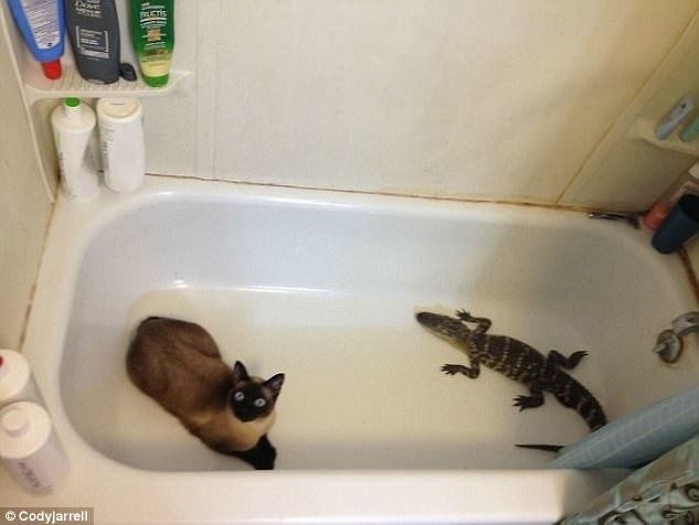 Кошки, которые гуляют сами по себе