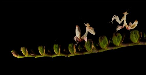 Орхидейный богомол (лат. Hymenopus coronatus) (англ. Orchid Mantis)