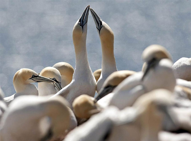 Животные в фотографиях за неделю