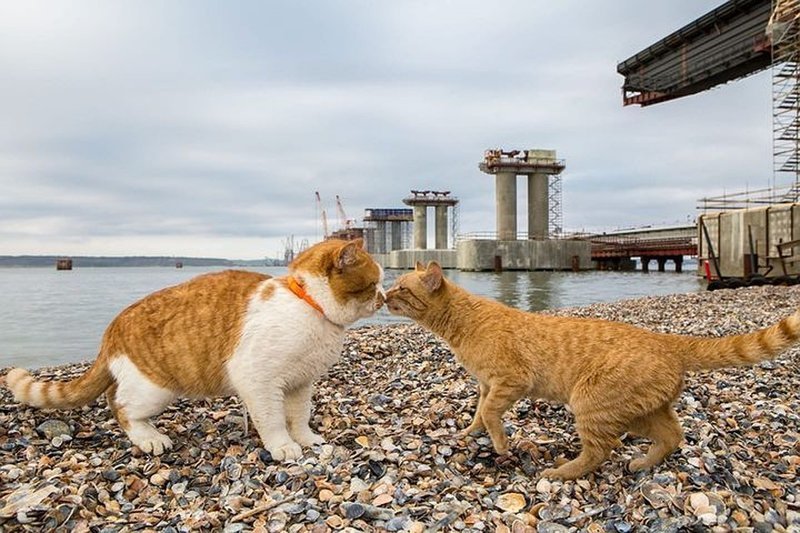 Кот Мостик Крымский мост, кот Мостик, фоторепортаж