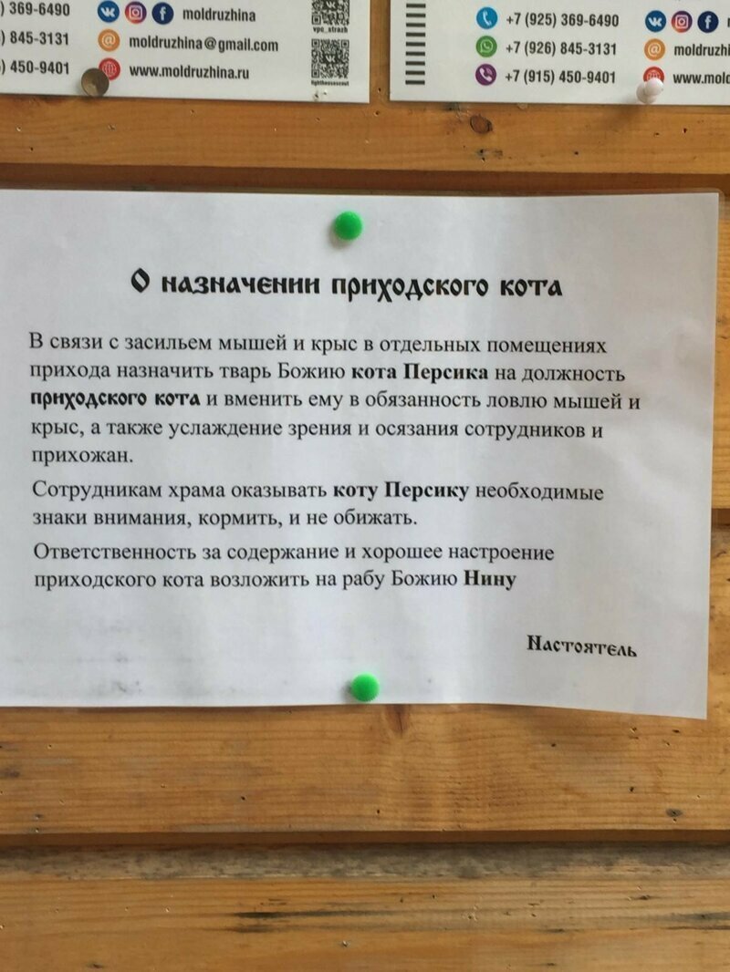 Куда же без кота-то! Высшие силы везде помогут
(21 фото)