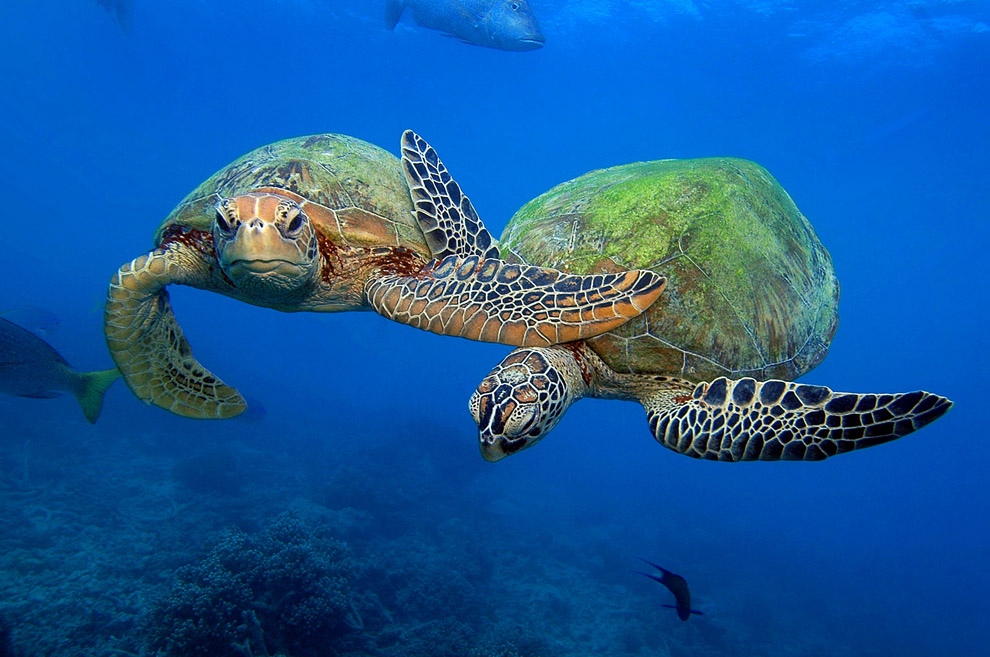 zelyoniecherepaxi 3 Зелёные черепахи на Большом Барьерном рифе