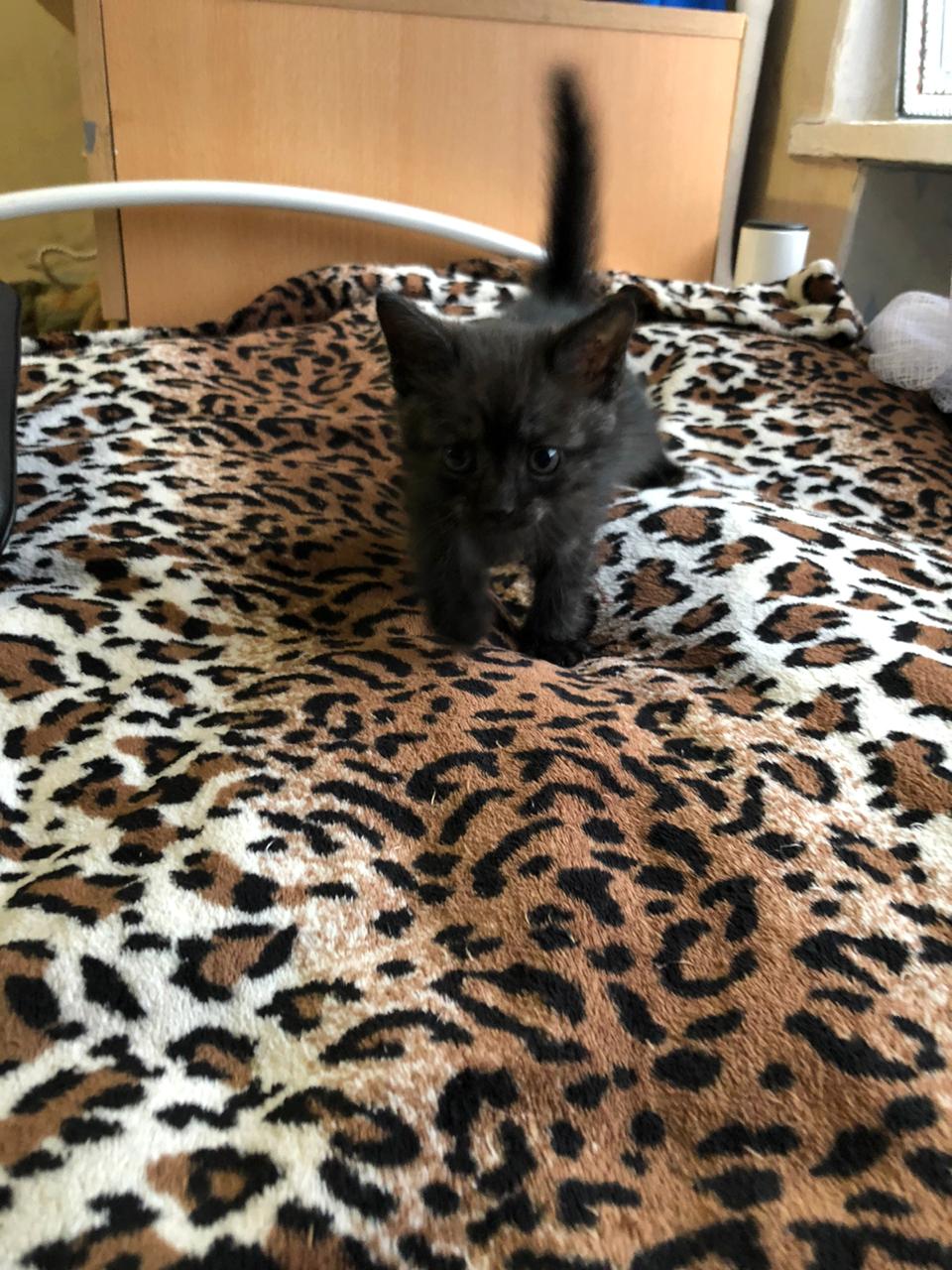 дом для котят котенок на кровати