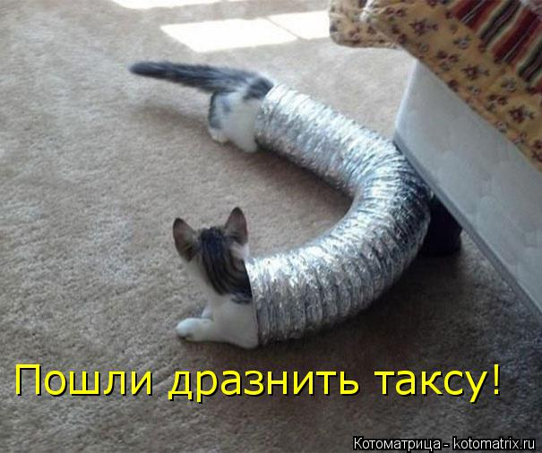 kotomatritsa_w (605x506, 204Kb)