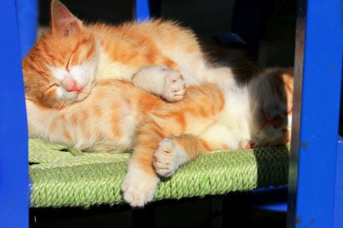 Высказывания Великих людей о кошках (30 фото)