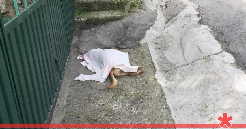 В центре Ялты перебили уличных собак В центре Ялты перебили уличных собак