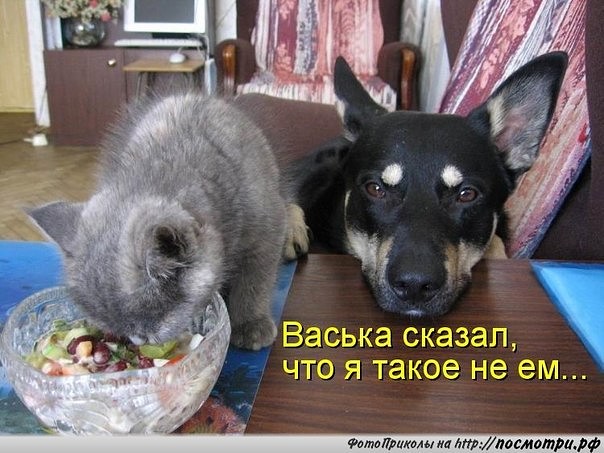 КОТОбудни :) КОТОбудни :)