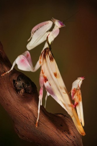 Орхидейный богомол (лат. Hymenopus coronatus) (англ. Orchid Mantis)