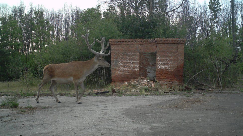 Таинственный и дикий Чернобыль попался в фотоловушку биолога