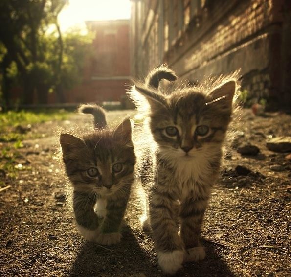 Чего мы не знаем о кошка