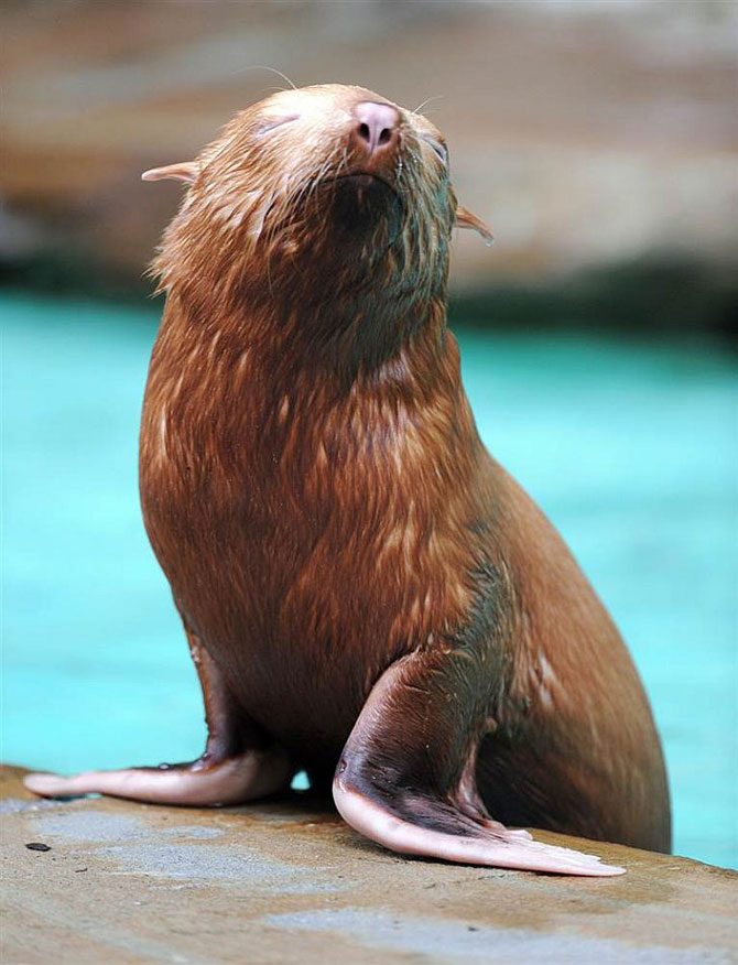 Животные в фотографиях за неделю