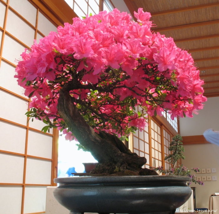 3925073_bonzai_in_bloom_by_somedumbgeek_1_ (700x684, 300Kb)