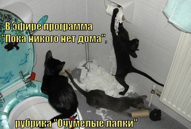 КОТОбудни :) КОТОбудни :)