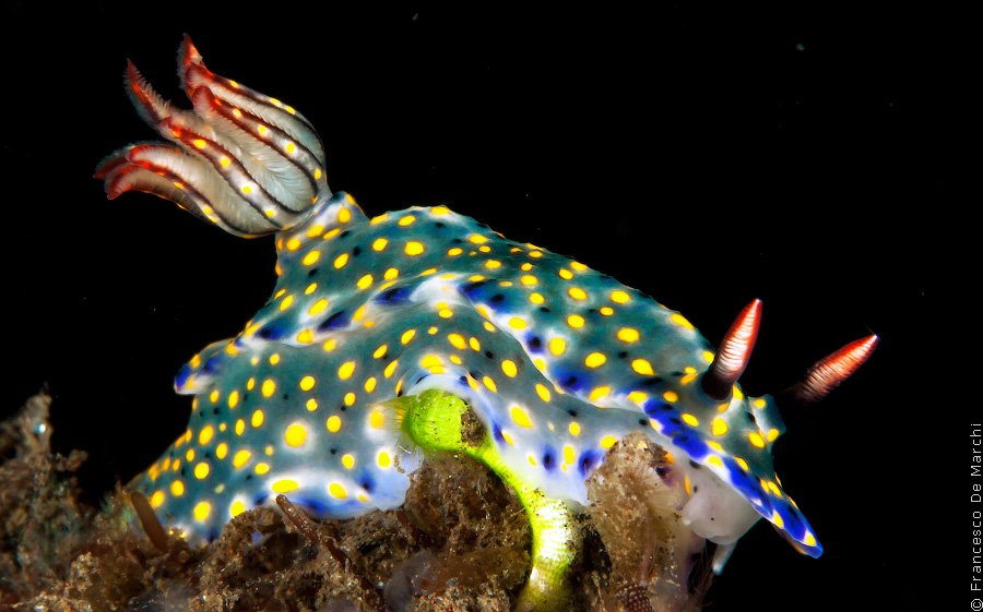 Голожаберник Hypselodoris infucata Голожаберник Hypselodoris infucata