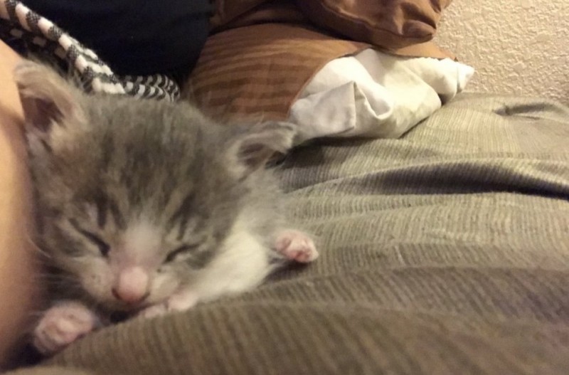 http://goodnewsanimal.ru/_nw/70/s93572951.jpg