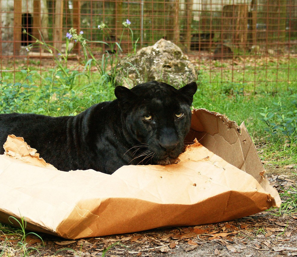 bigcatsinboxes05 Большие котики тоже любят коробки