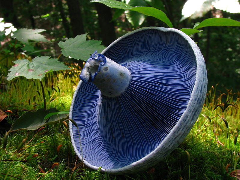 Fungi01 Самые красивые грибы в мире