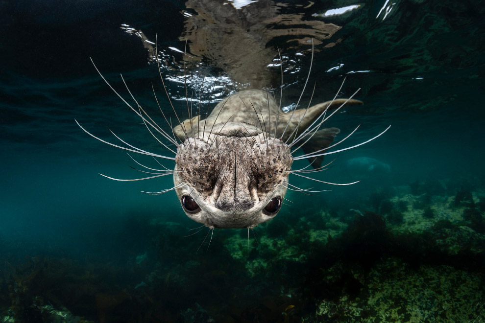 Любопытный тюлень с острова Фарн