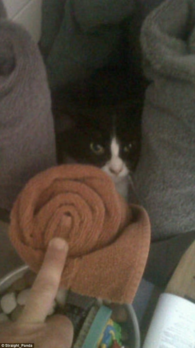 Кошки, которые гуляют сами по себе